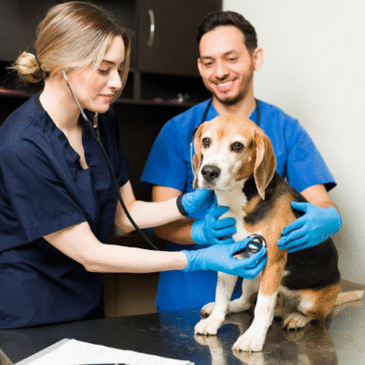 How to Give Your Pet the Best Care in Life and After