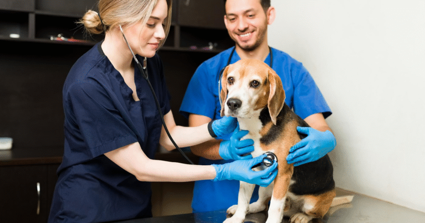 How to Give Your Pet the Best Care in Life and After