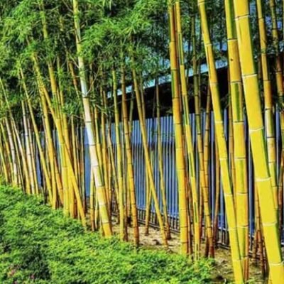 The Hidden Impact of Spreading Bamboo on Your Garden and Tree Bamboo Removal in Gold Coast