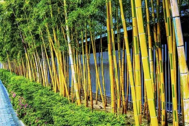 bamboo removal