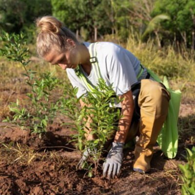 Tree Planting in Gold Coast: Growing Outdoor Spaces with Lasting Character