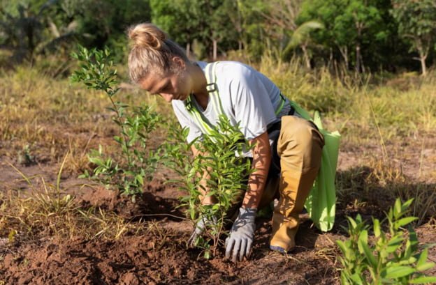 tree planting
